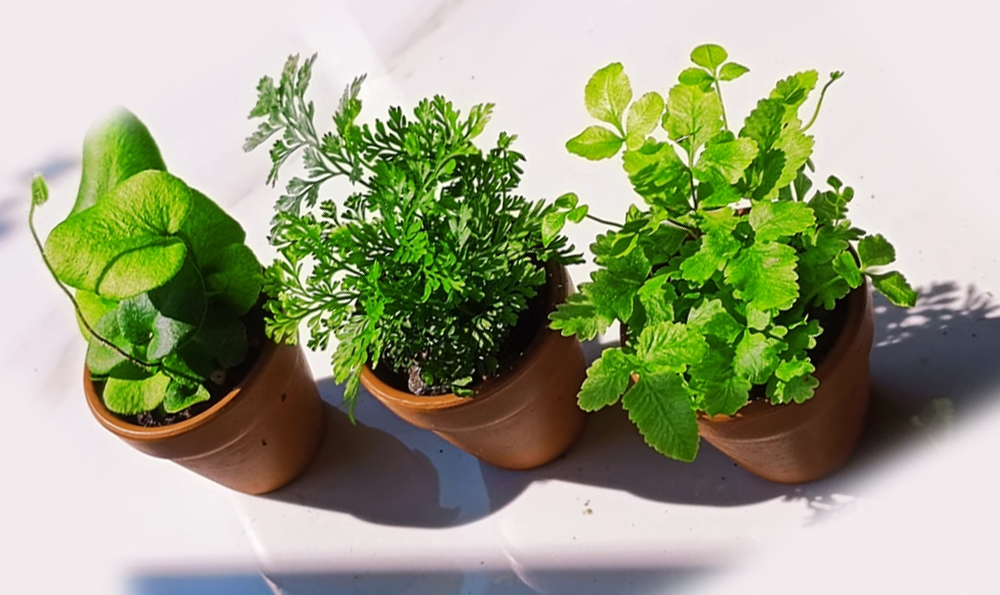 四季常绿的绿化植物
