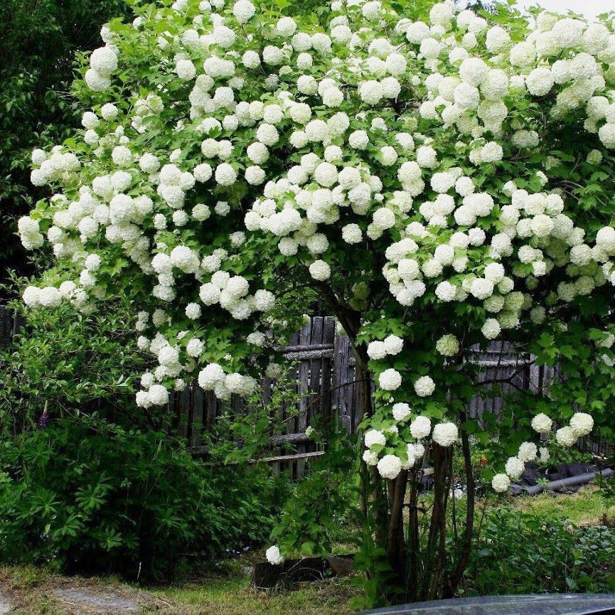 灌木荚蒾欧洲木绣球玫瑰白色大花球春季开花庭院花园盆栽植物花苗