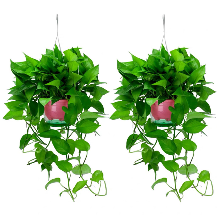 绿萝盆栽室内吸除甲醛净化空气植物花卉水养绿植吊兰长藤垂吊绿箩