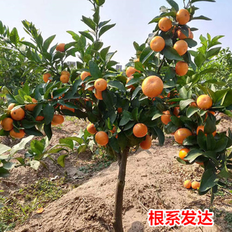 橘子树盆栽特大树苗南方种植北方地栽金桔子树沃柑沙糖桔果树果苗