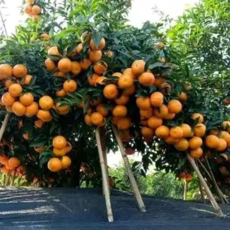 正宗091无核沃柑苗广西沃柑果树嫁接橘子南方种当年结果沃柑树苗