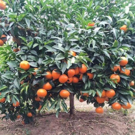橘子树苗特大树苗南方种植地栽北方盆栽橙子树沃柑沙糖桔果树果苗