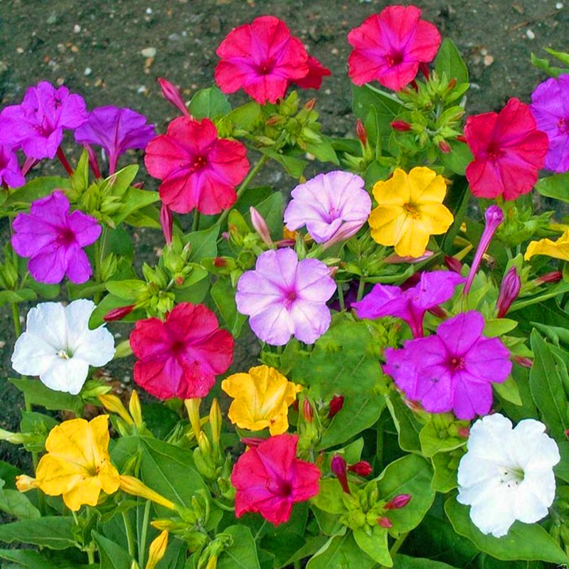 五彩紫茉莉花种子混色地雷花种子籽阳台盆栽庭院围栏耐寒易活花卉