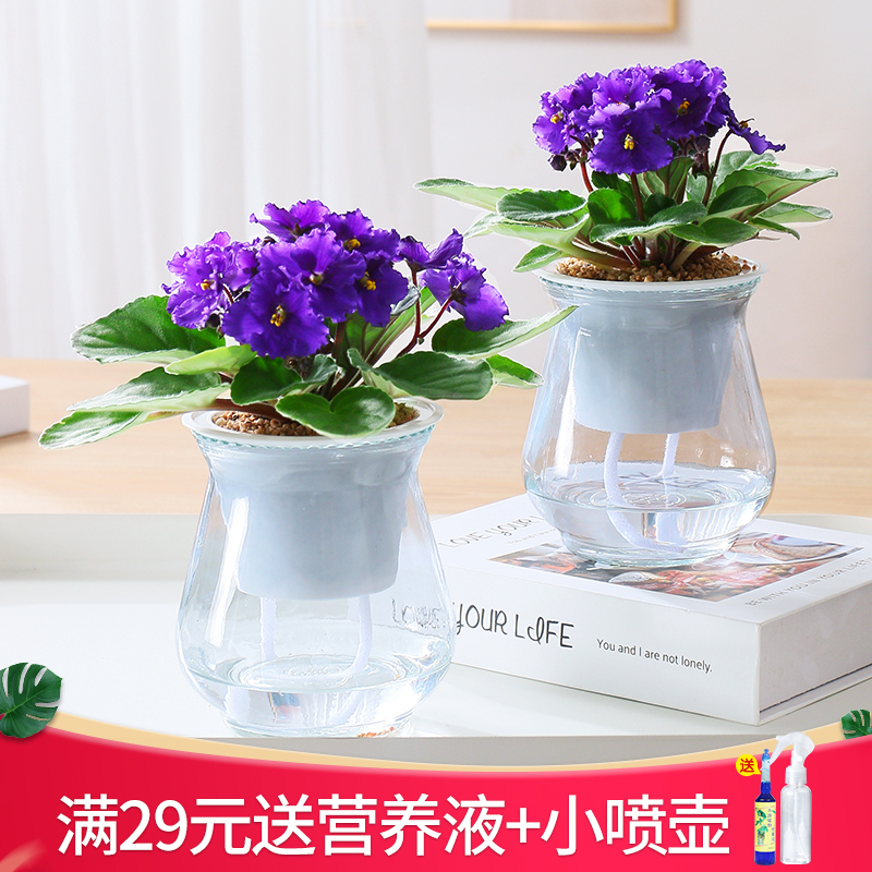 紫罗兰盆栽花卉室内植物好养非洲堇四季开花不断带花苞小绿植